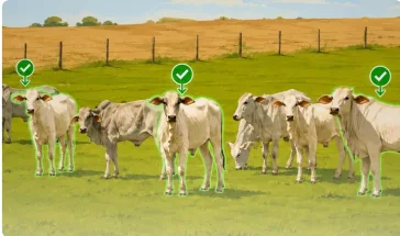 El mismo lote con animales marcados en verde