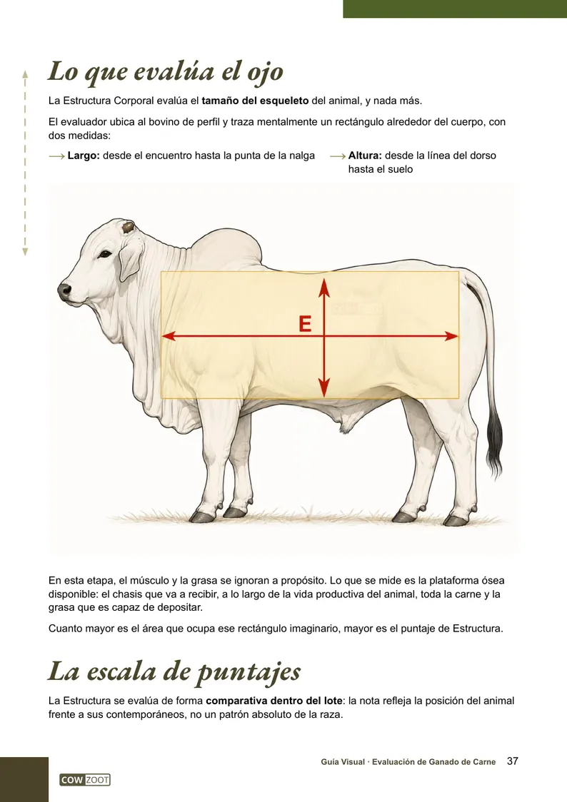 Página 37 de la guía: estructura corporal