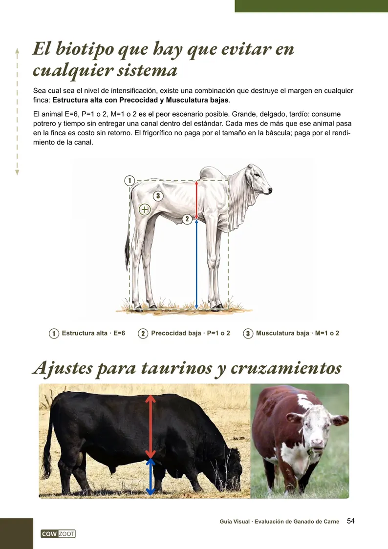 Página 54 de la guía: el biotipo que hay que evitar
