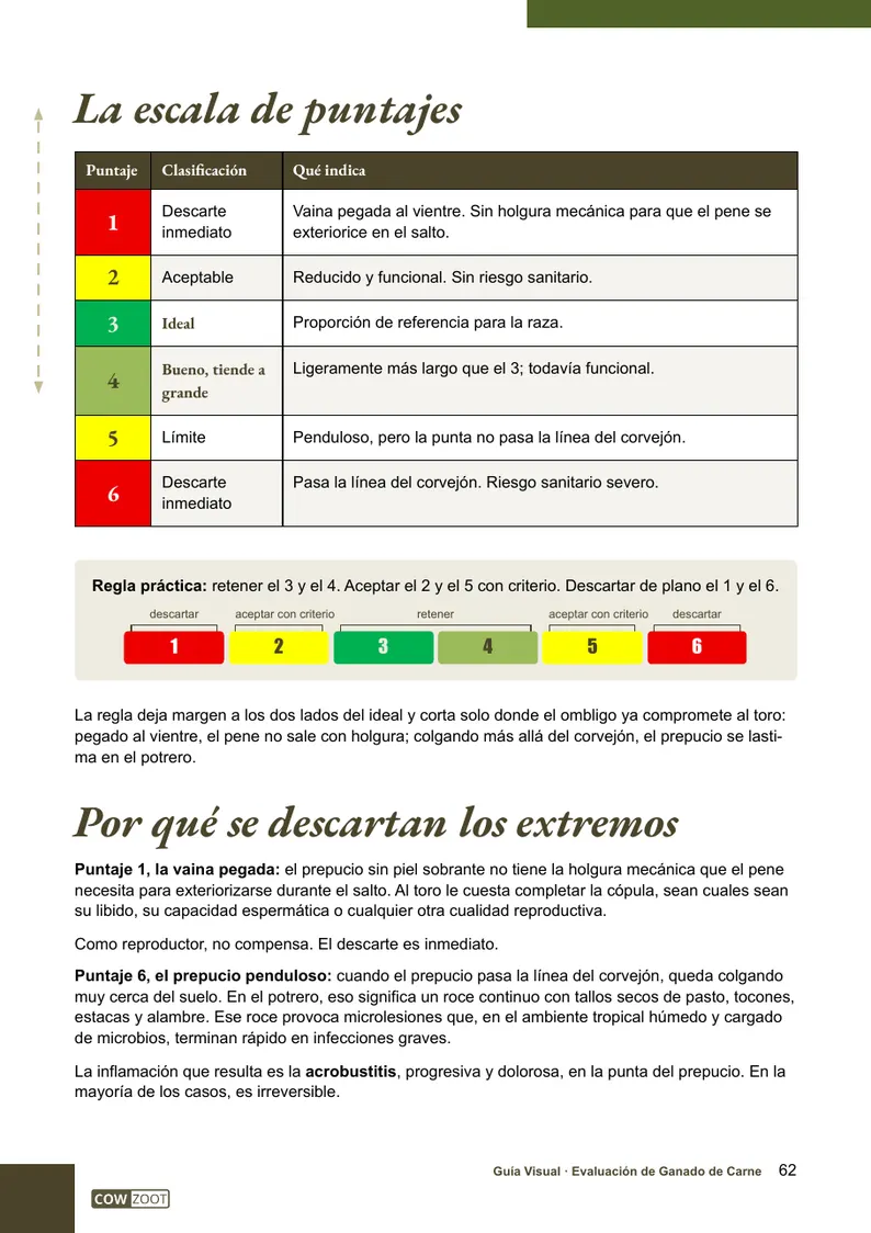 Página 62 de la guía: escala umbilical