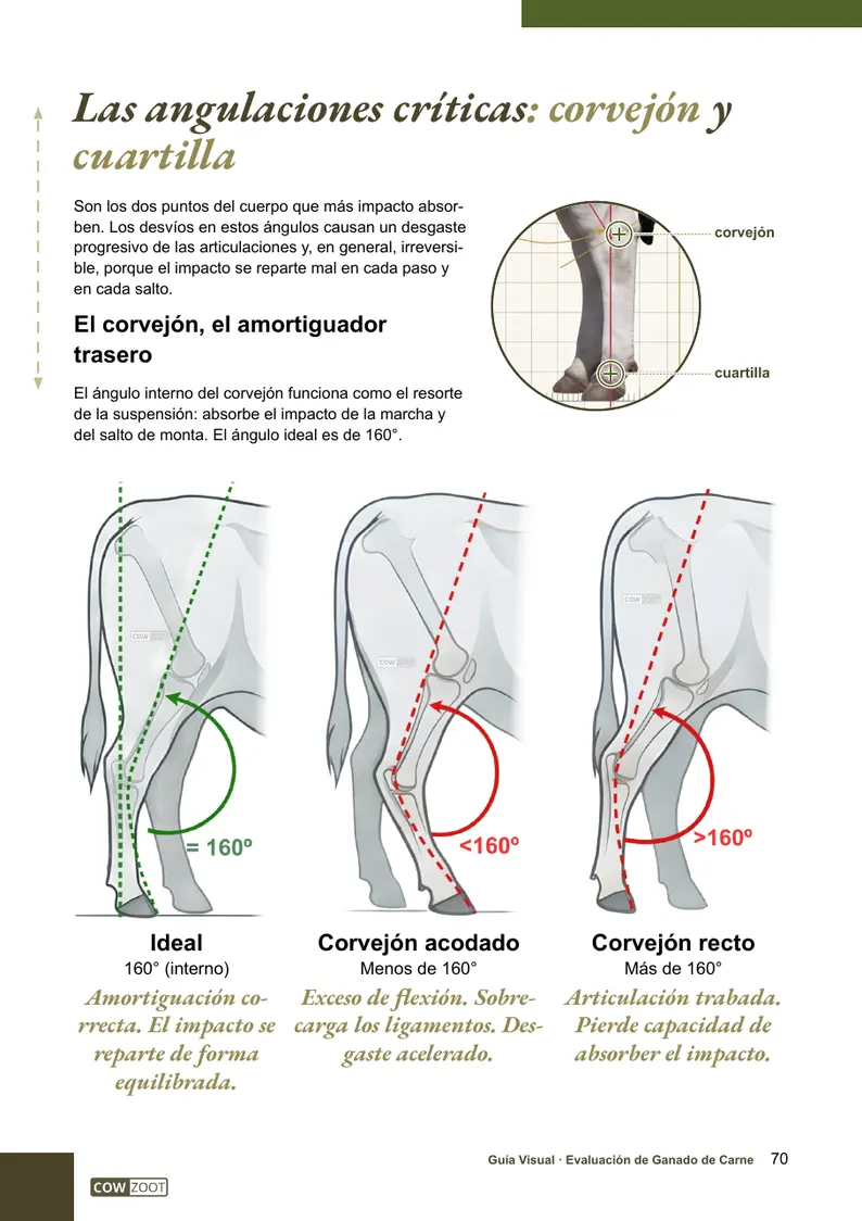 Página 70 de la guía: corvejón y cuartilla